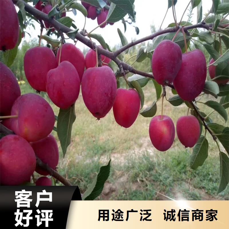 苹果北美冬青的简单介绍