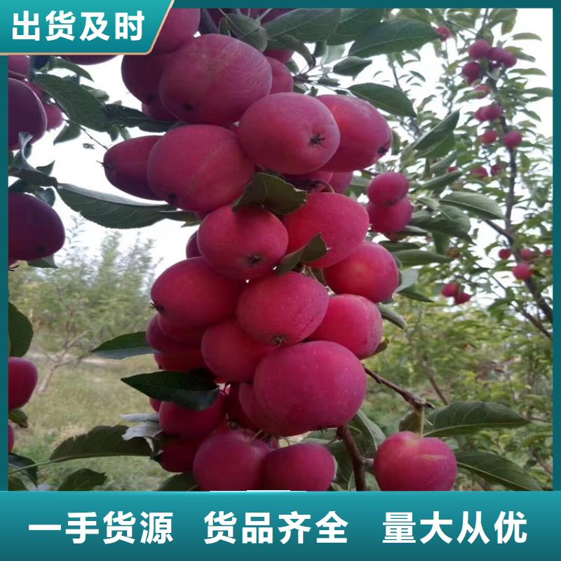 苹果蓝莓苗质保一年