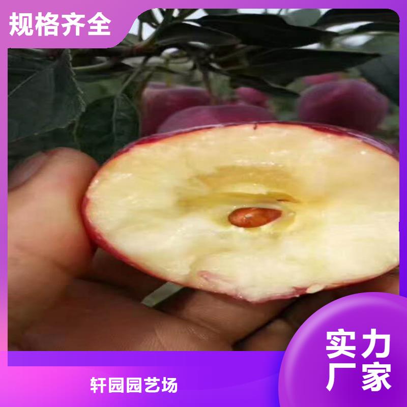 苹果樱桃苗现货快速采购