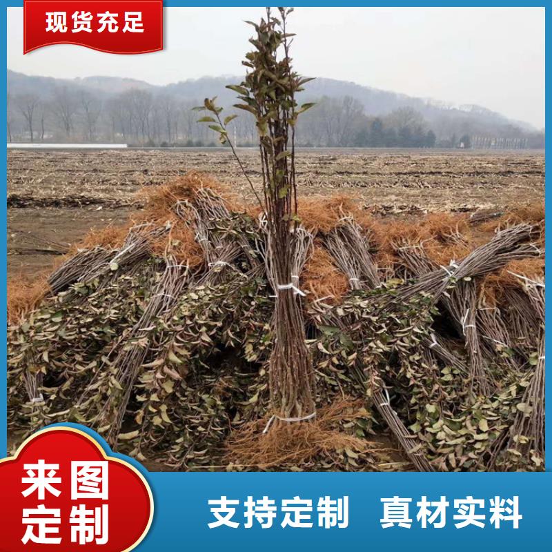 苹果_石榴苗厂家直发