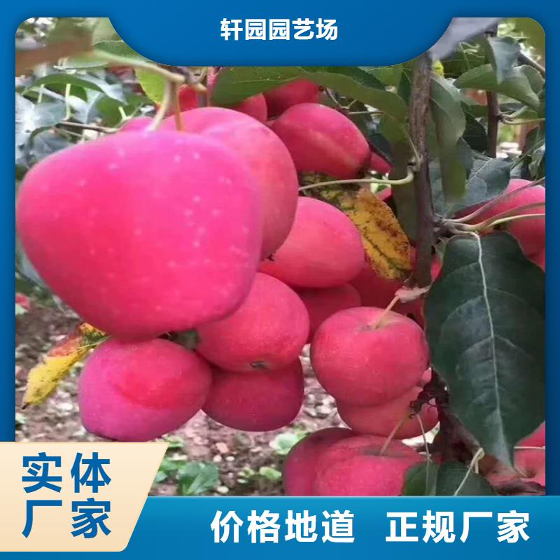 轩园【苹果】,石榴树为品质而生产-云商赢企