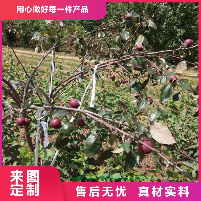 苹果蓝莓苗质保一年