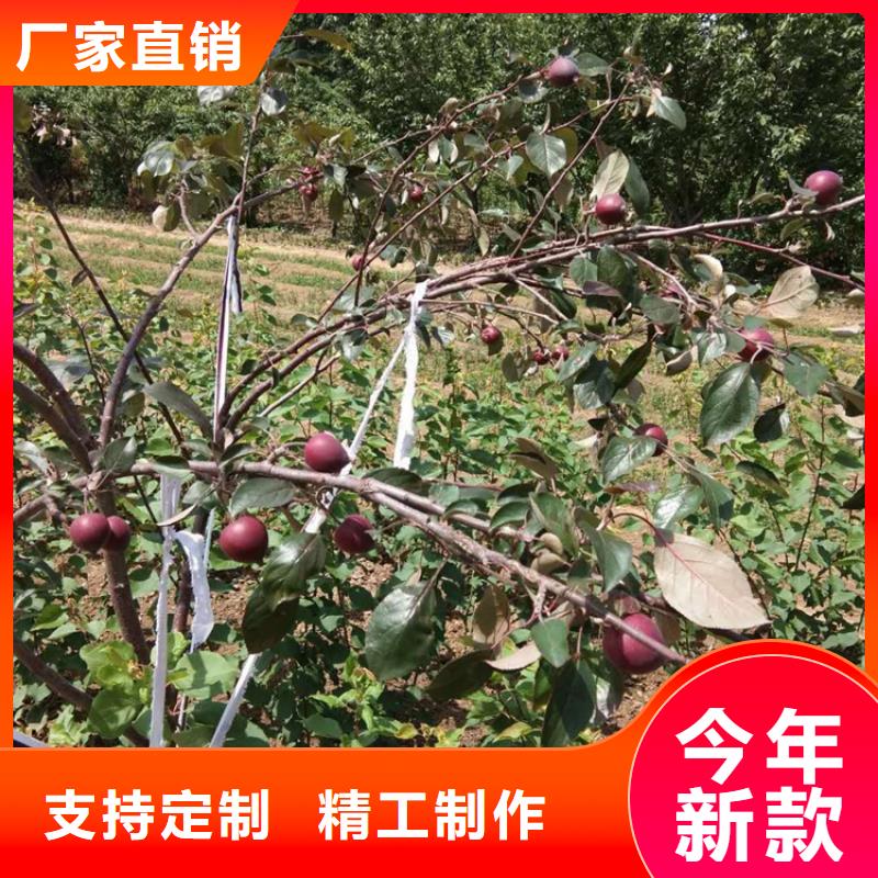 【苹果】红颜草莓实力派厂家
