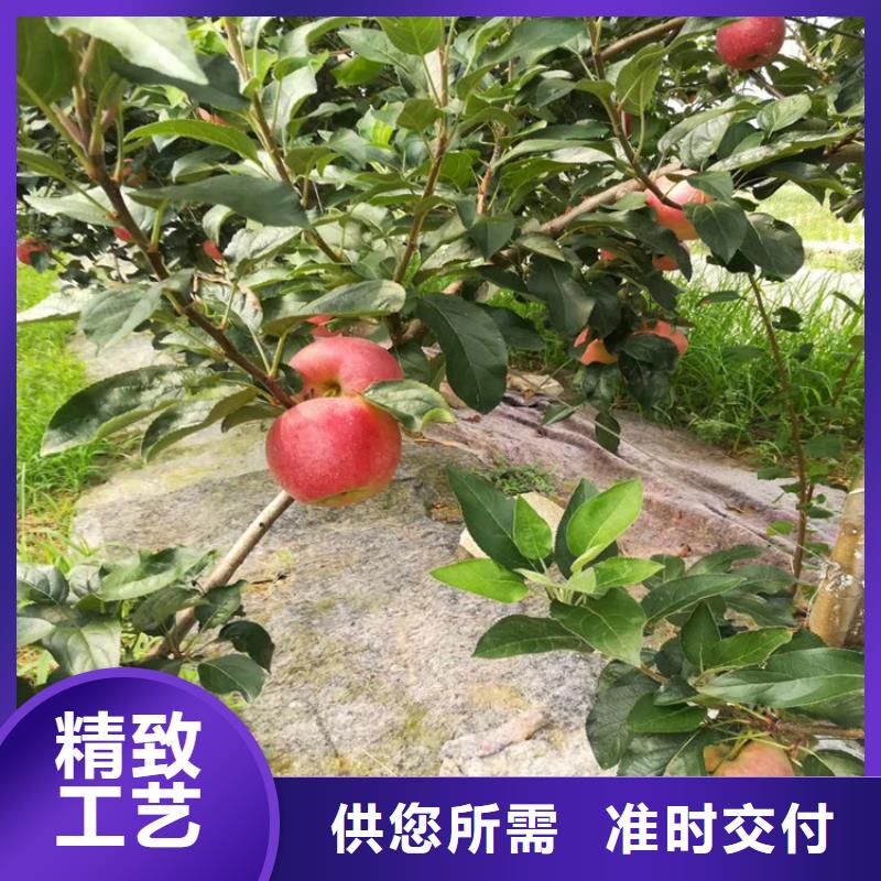轩园【苹果】,石榴树为品质而生产-云商赢企