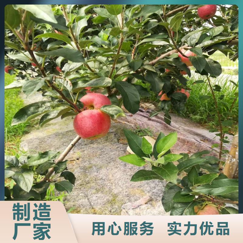 【 苹果_梨树苗贴心服务】-服务范围包括苏仙|永兴|长沙|株洲|张家界|湘西|湘潭|永州等