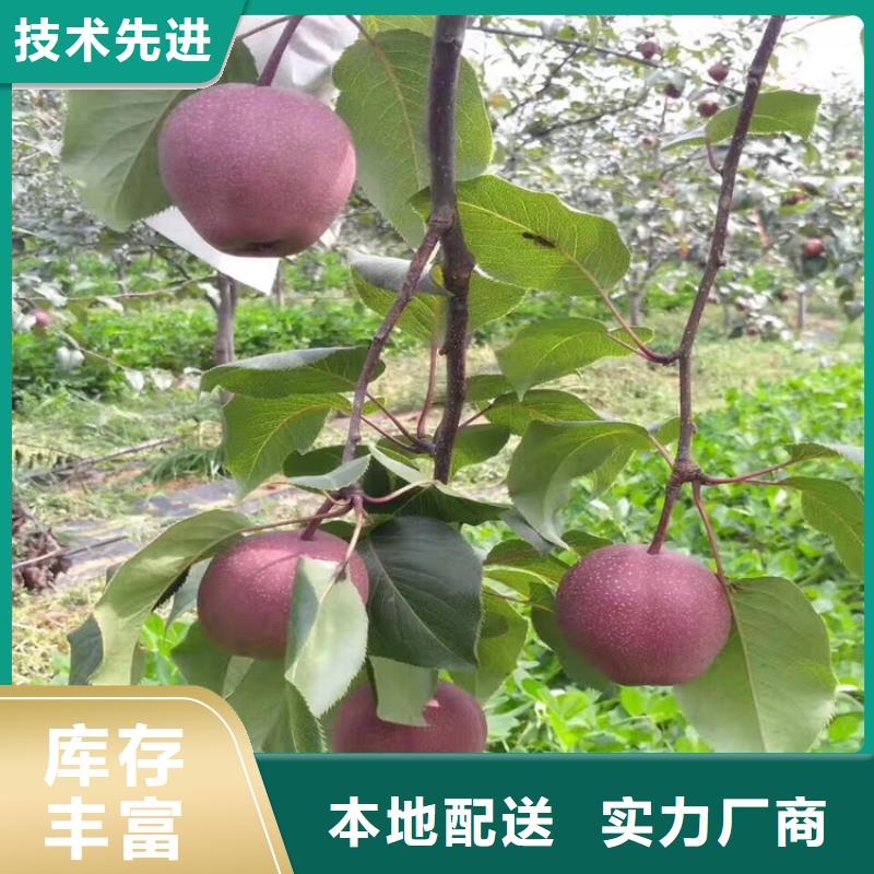【苹果】红颜草莓实力派厂家