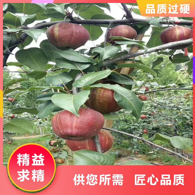 苹果猕猴桃苗品牌专营