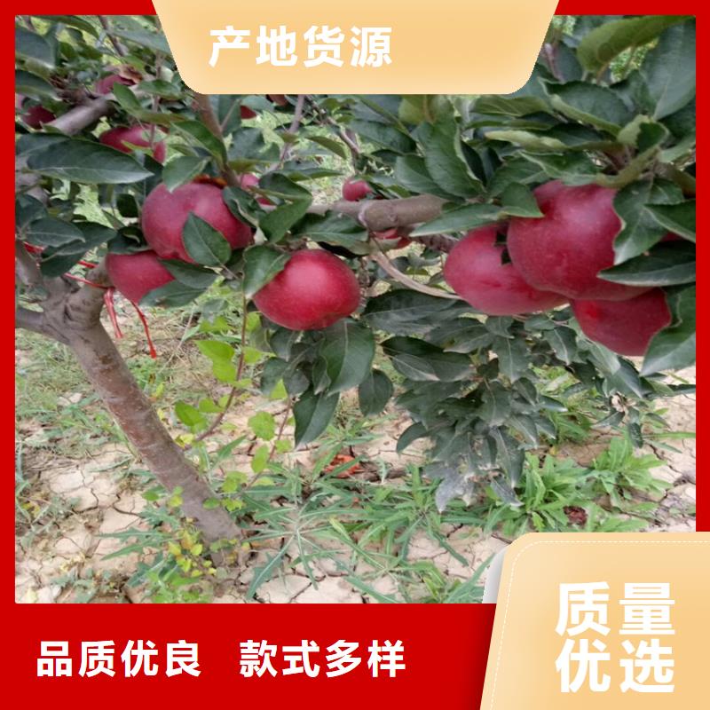 苹果樱桃苗实力优品