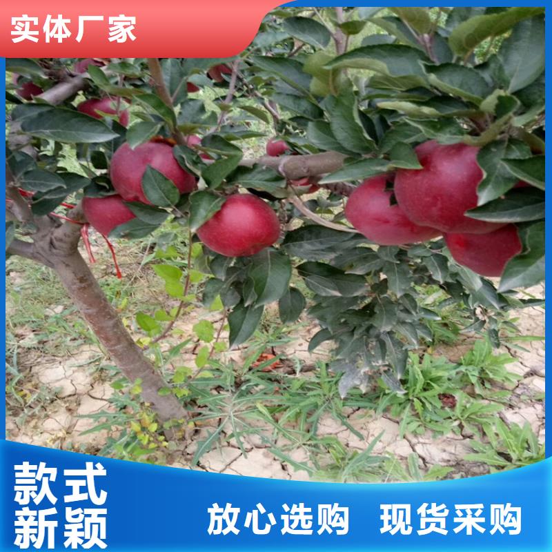 苹果_石榴苗厂家直发