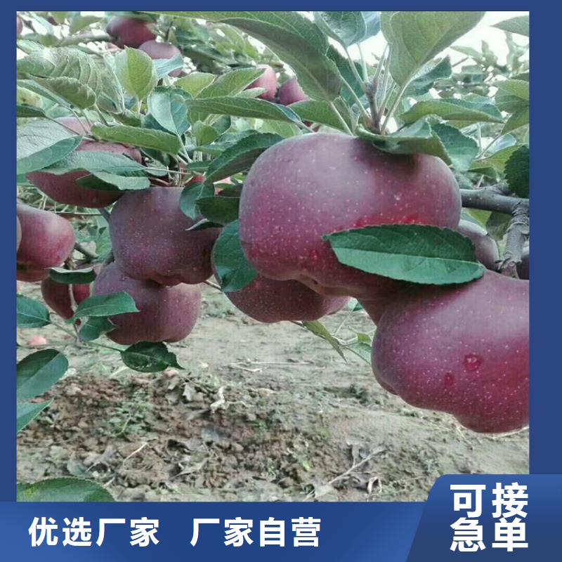 梨树苗轩园苹果 【猕猴桃苗】设计制造销售服务一体