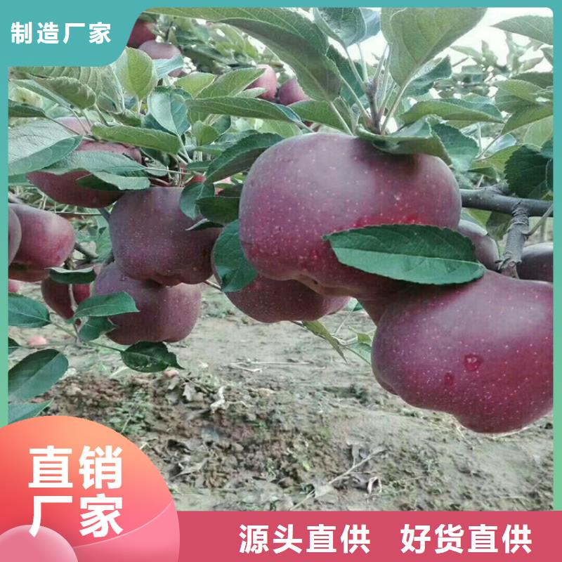 【 苹果_梨树苗贴心服务】-服务范围包括苏仙|永兴|长沙|株洲|张家界|湘西|湘潭|永州等