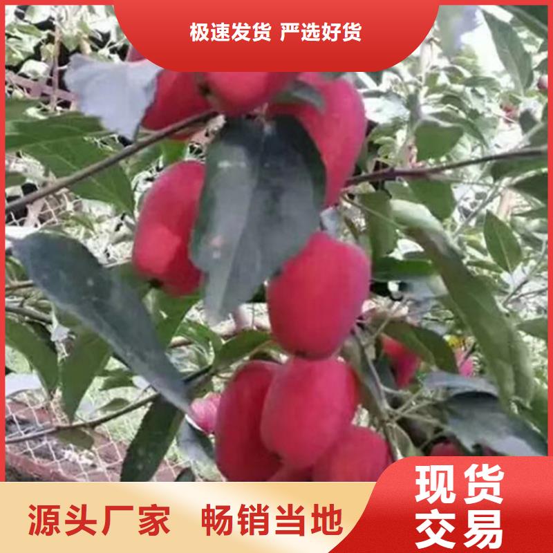 苹果_石榴苗厂家直发