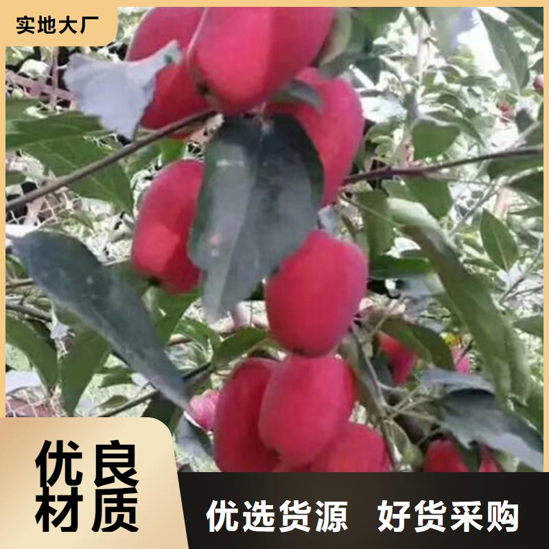 苹果【樱桃苗】精选货源