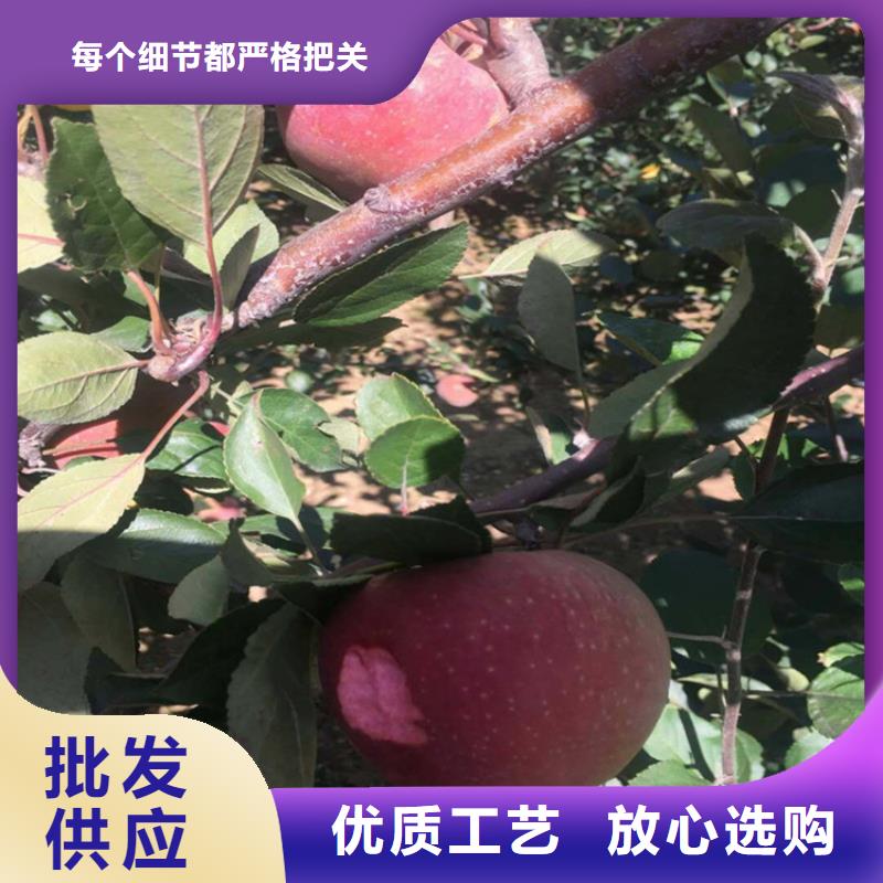 苹果猕猴桃苗品牌专营