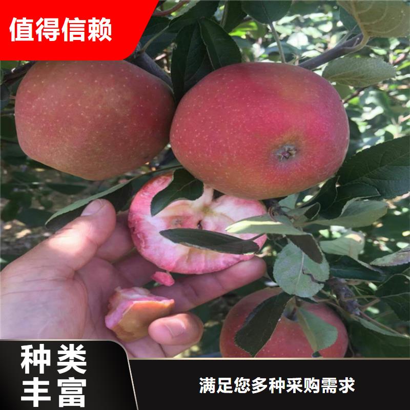 苹果_石榴苗厂家直发