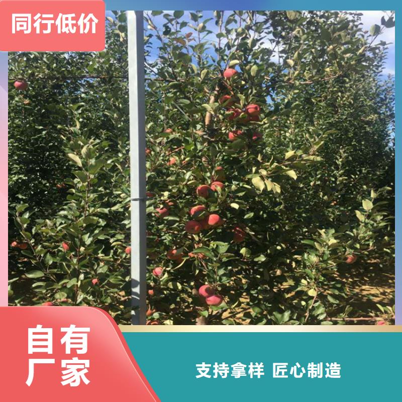 【苹果】红颜草莓实力派厂家