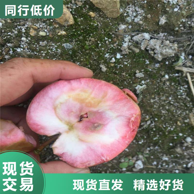 苹果_石榴苗厂家直发