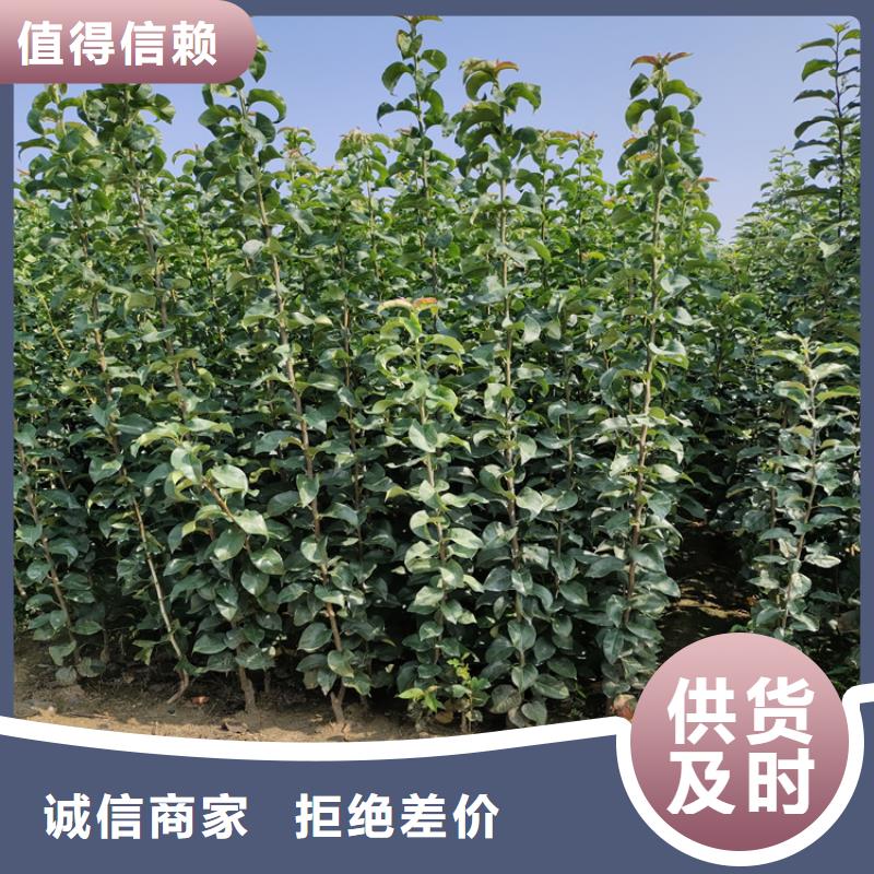 苹果樱桃苗现货快速采购