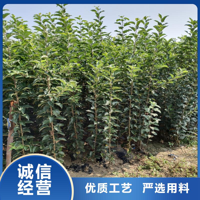 苹果蓝莓苗省心又省钱