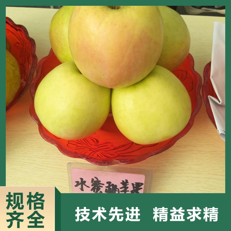 苹果北美冬青的简单介绍