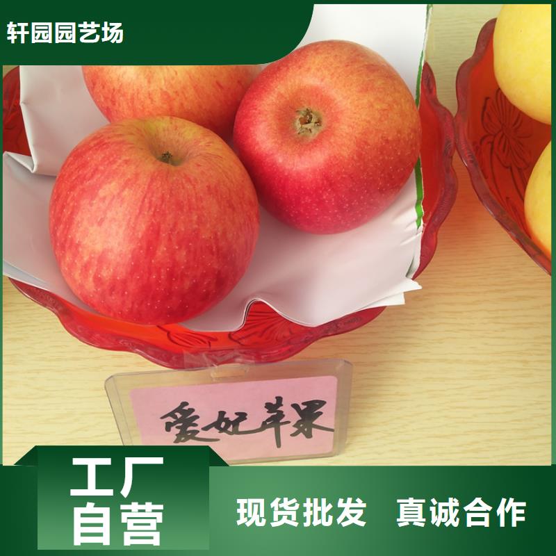 苹果樱桃苗实力优品