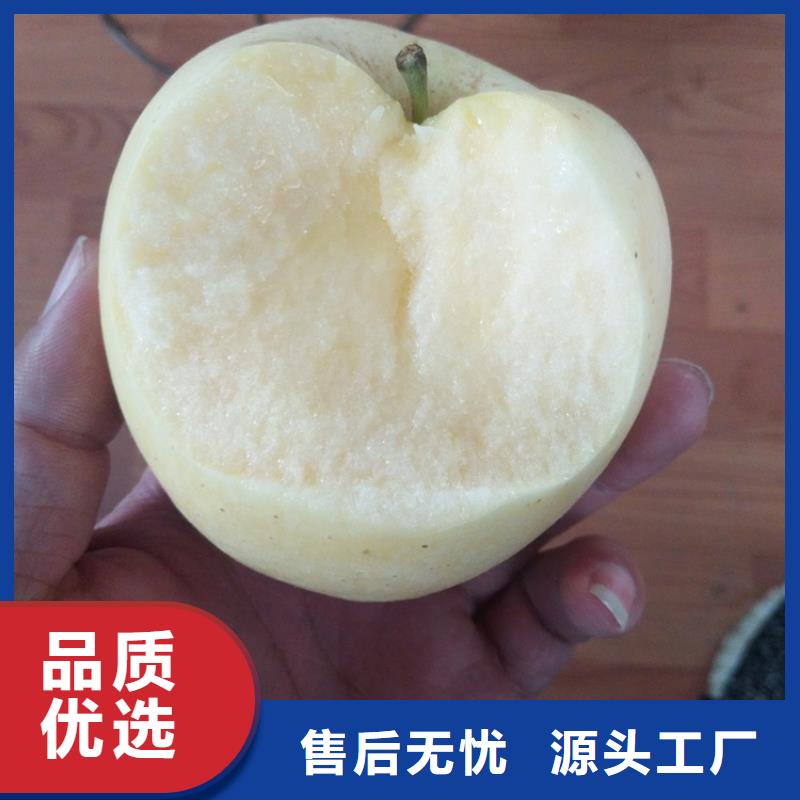 苹果樱桃苗现货快速采购