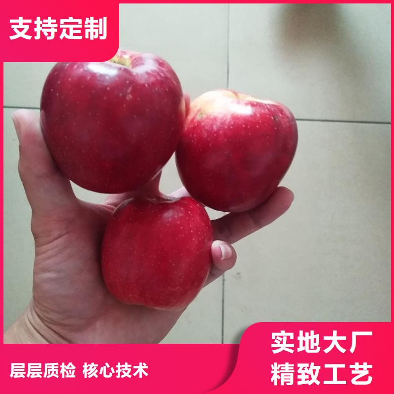 苹果_石榴苗厂家直发