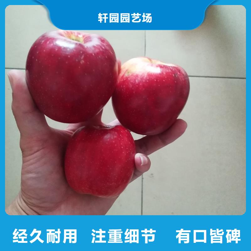 苹果樱桃苗实力优品