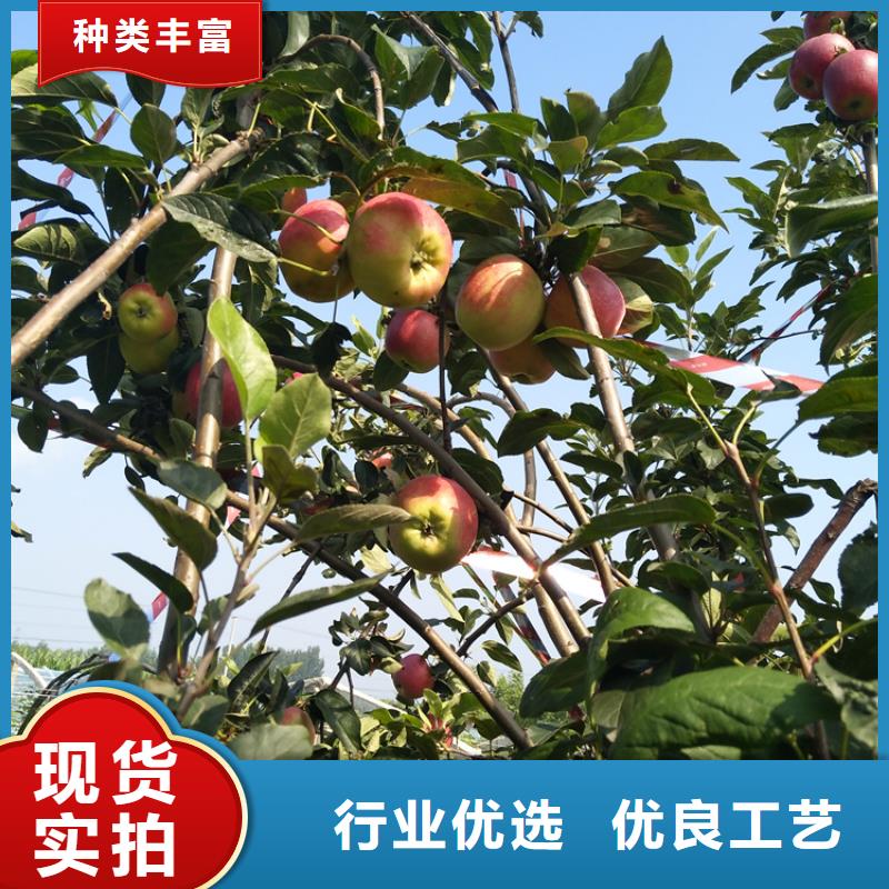 苹果葡萄苗分类和特点