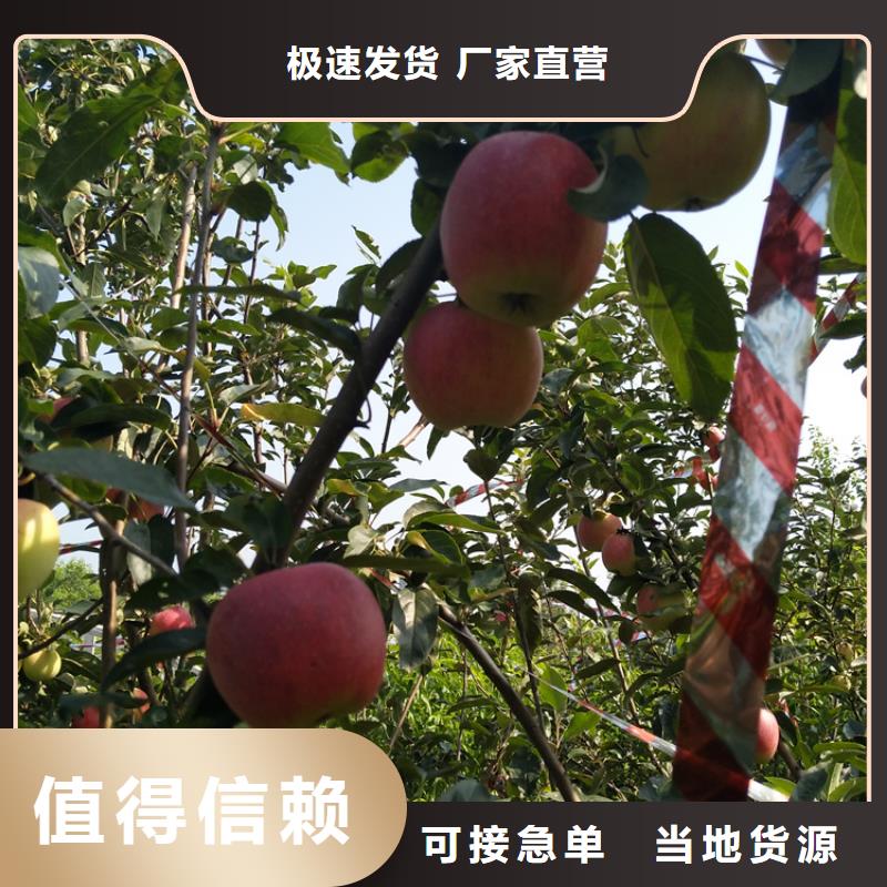 苹果蓝莓苗省心又省钱