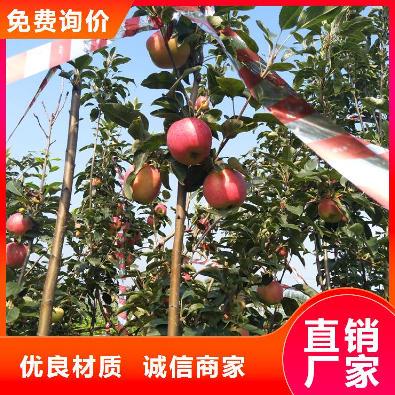 轩园【苹果】,石榴树为品质而生产-云商赢企