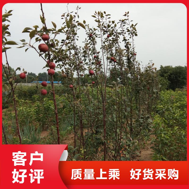 苹果_石榴苗厂家直发