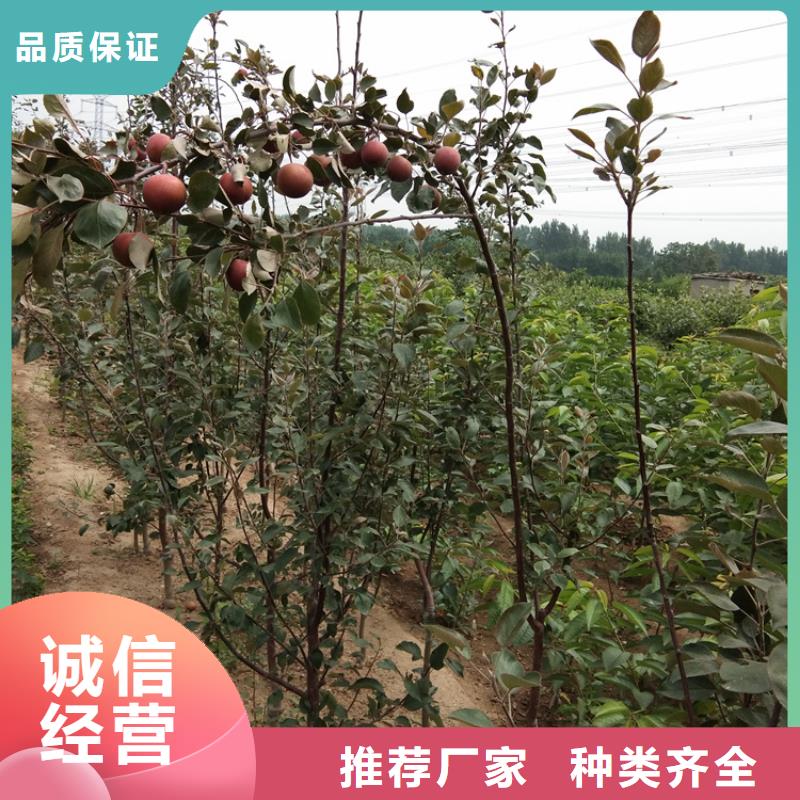 苹果蓝莓苗省心又省钱