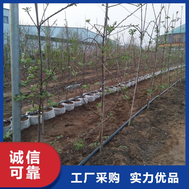 轩园【苹果】,石榴树为品质而生产-云商赢企