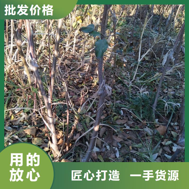 【 苹果_梨树苗贴心服务】-服务范围包括苏仙|永兴|长沙|株洲|张家界|湘西|湘潭|永州等