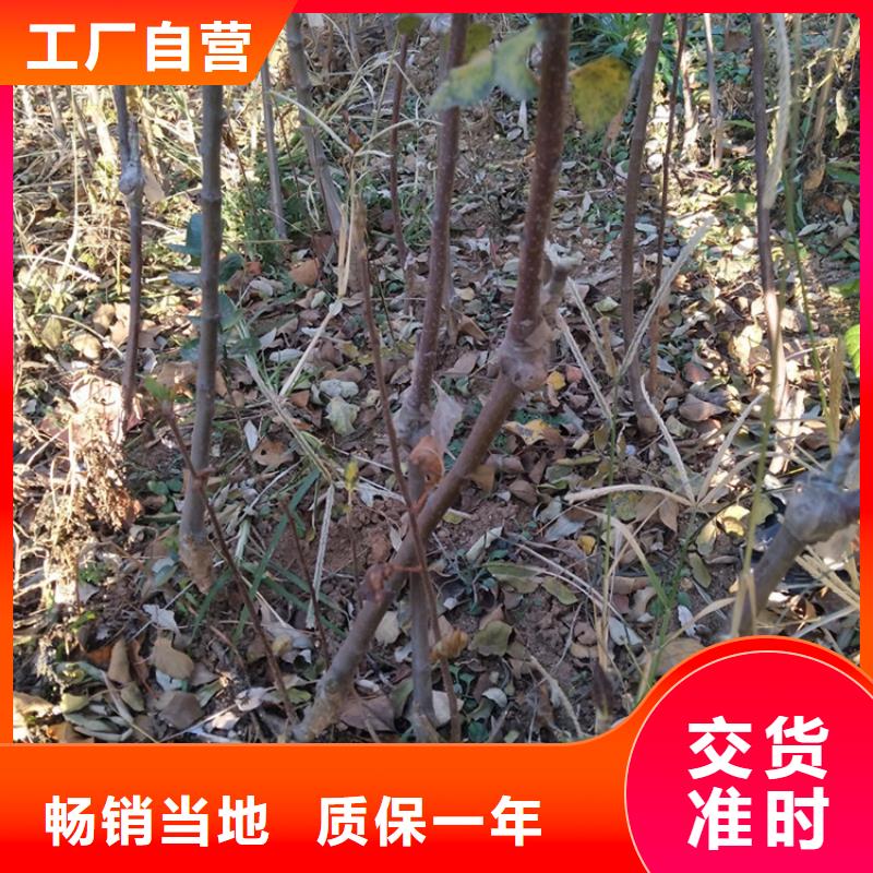 【苹果】樱桃苗品质做服务
