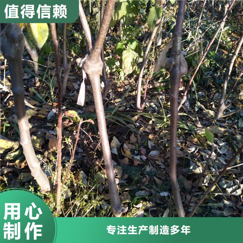 苹果石榴苗多年实力厂家