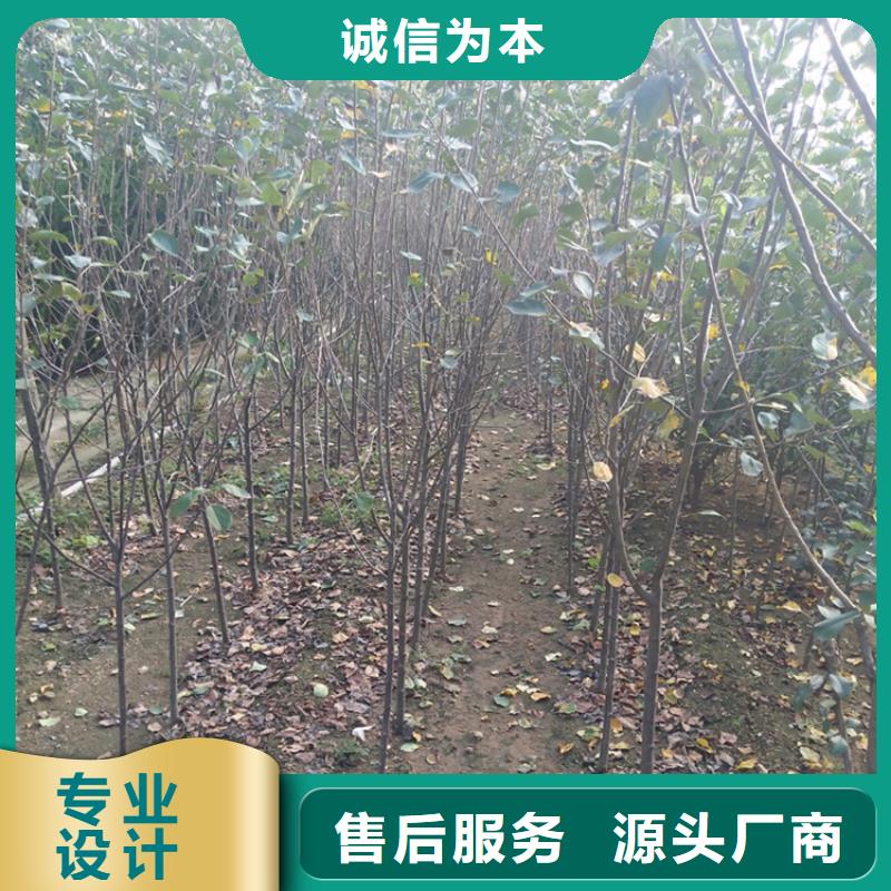 苹果北美冬青的简单介绍