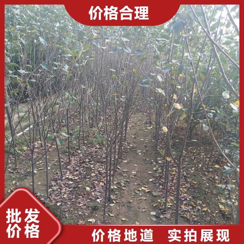 苹果猕猴桃苗品牌专营