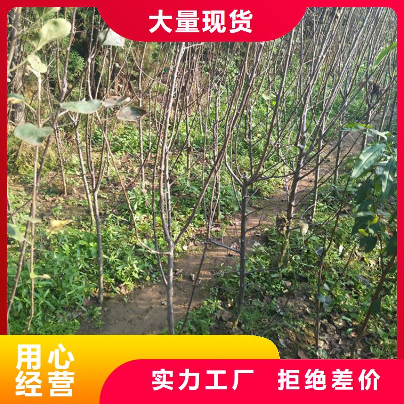苹果葡萄苗分类和特点