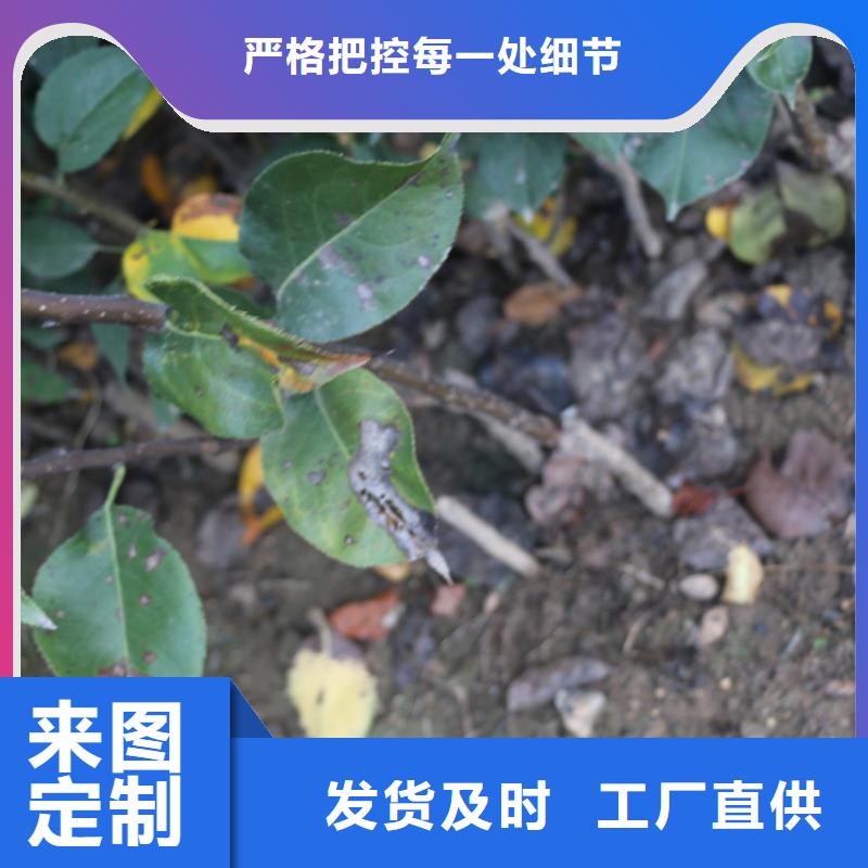苹果石榴苗多年实力厂家