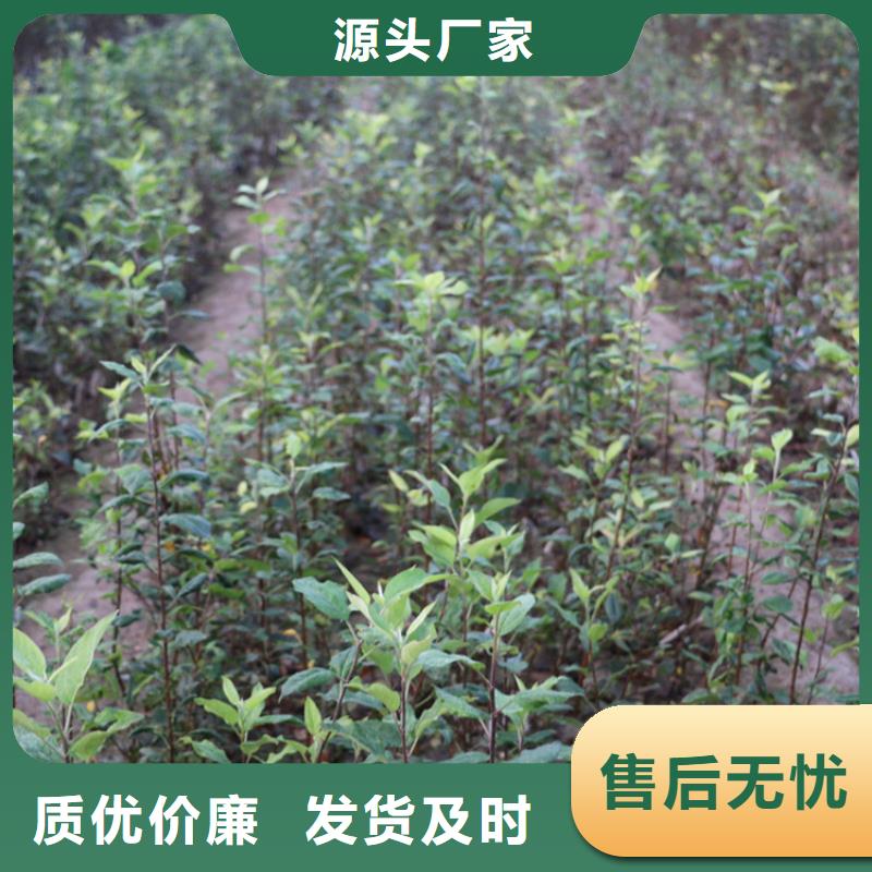 梨树苗轩园苹果 【猕猴桃苗】设计制造销售服务一体