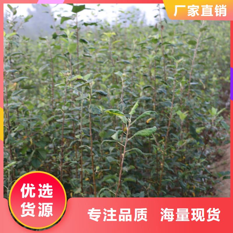梨树苗轩园苹果 【猕猴桃苗】设计制造销售服务一体