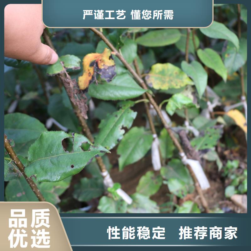 梨树苗轩园苹果 【猕猴桃苗】设计制造销售服务一体
