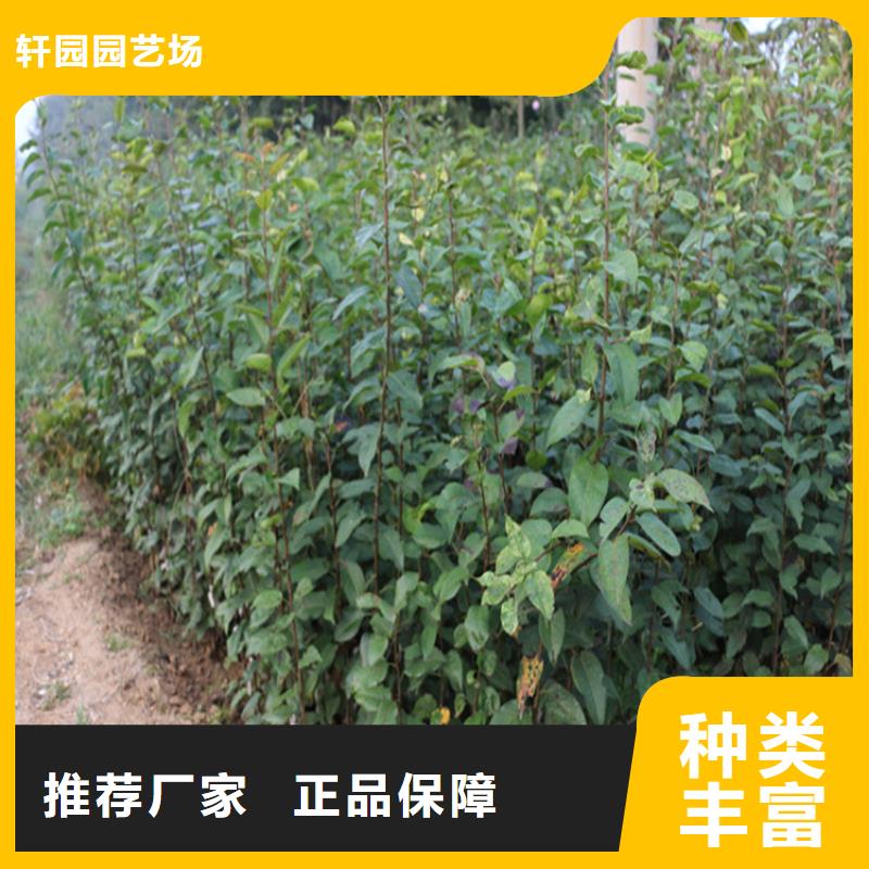 苹果苹果苗服务周到