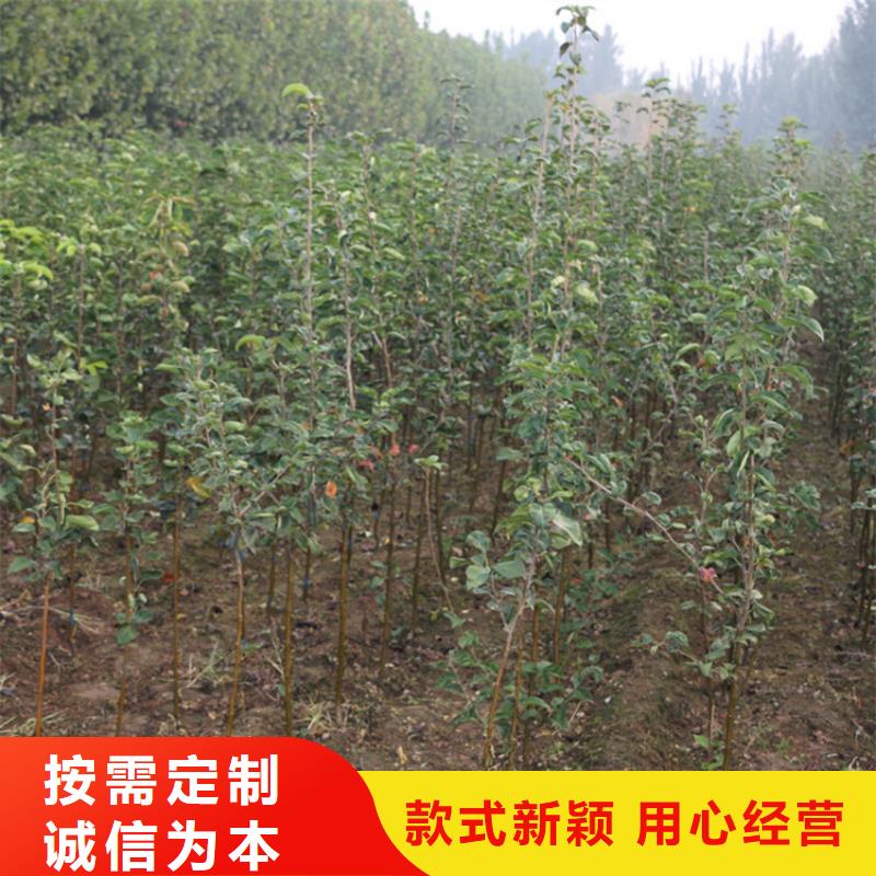 轩园【苹果】,石榴树为品质而生产-云商赢企