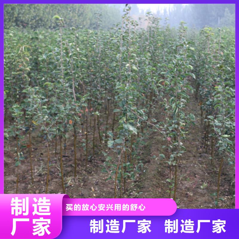 苹果蓝莓苗质保一年