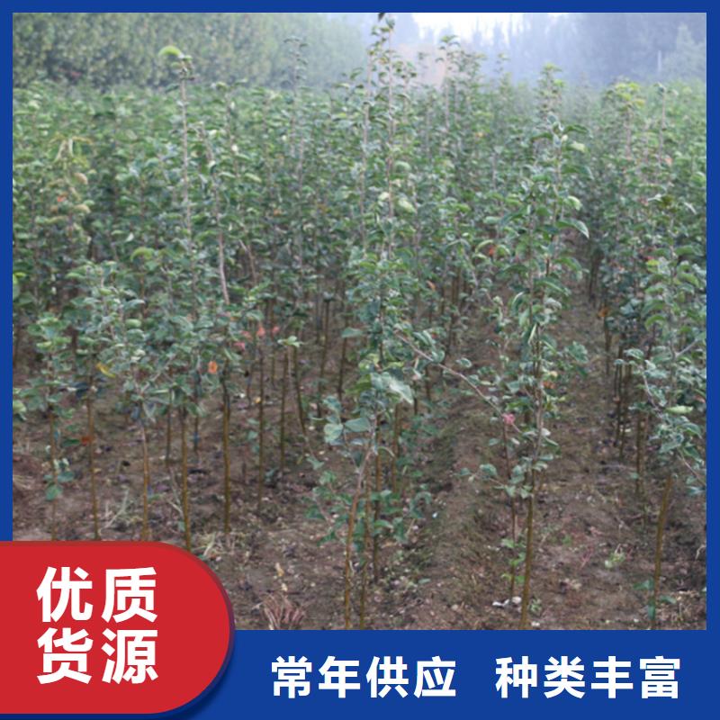 苹果樱桃苗现货快速采购