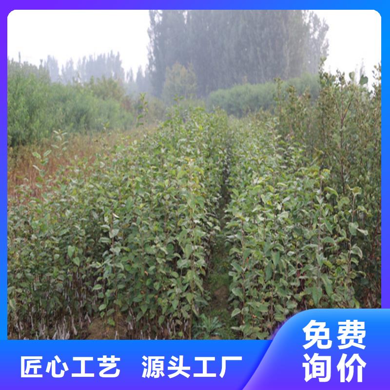 苹果苹果苗服务周到