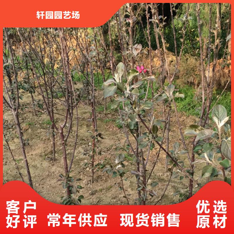 梨树苗轩园苹果 【猕猴桃苗】设计制造销售服务一体